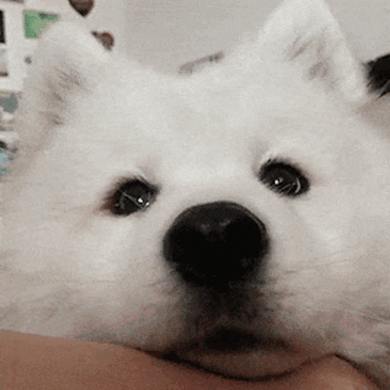 Lav Kandpal GIF